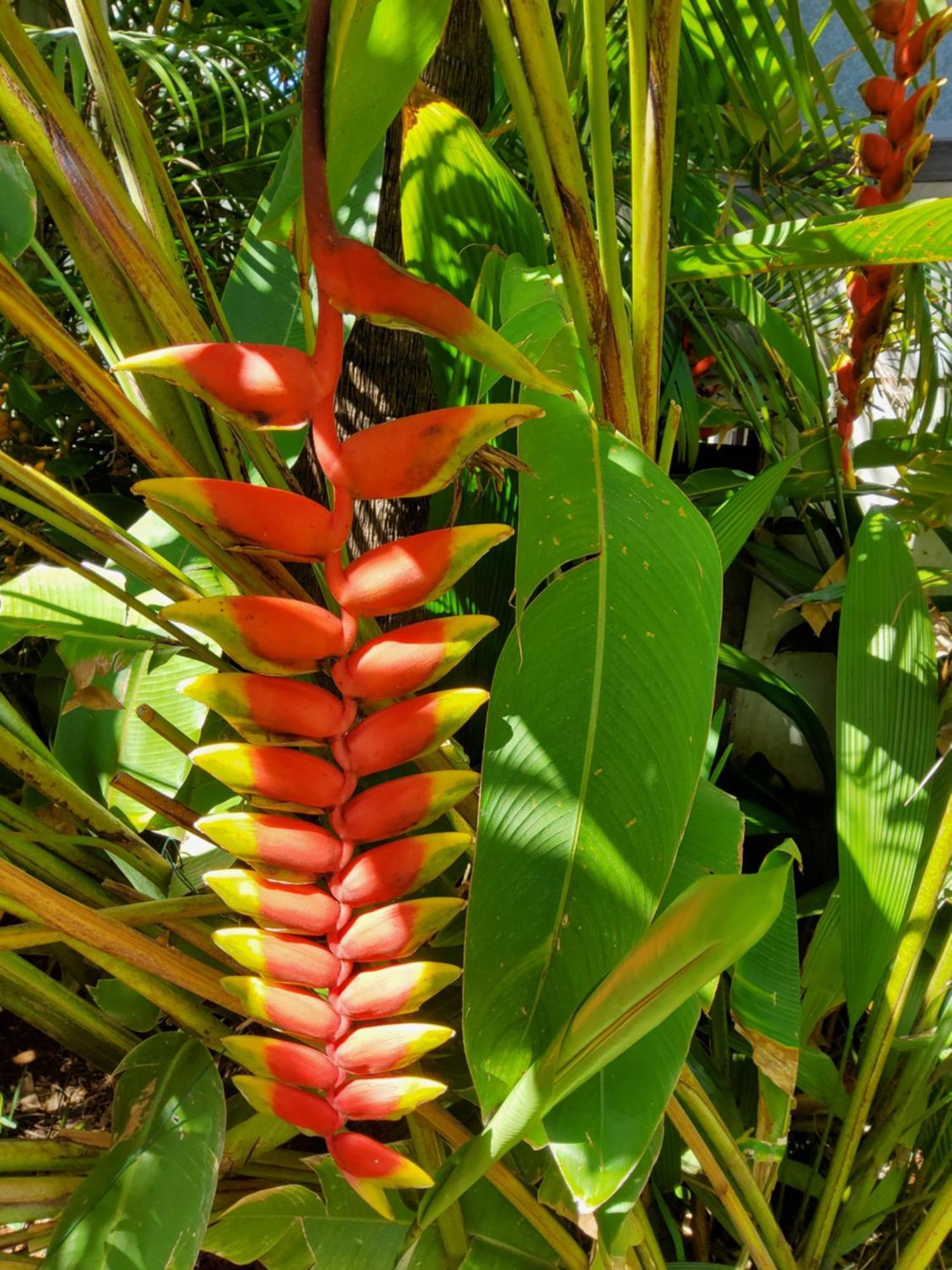 Beaute Tropicale Villa Saint-Pierre Kültér fotó
